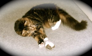 Yoda - Forever Young