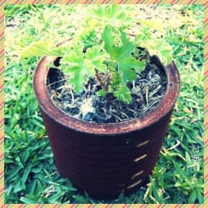 Scented geranium in old Milo can