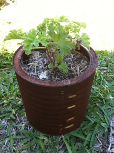 Rose Scented Geranium IMG_3908