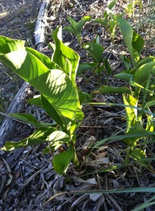 Queensland Arrowroot. The smaller plants in this picture are the ones I planted a couple of weeks ago. None of the plants pictured are at their full size.