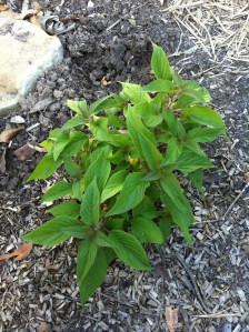 Pineapple sage minus the lovely flowers. This one has not been in the ground long and was grown from a cutting. IMG_6920