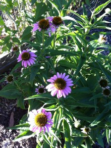 Purple Coneflower (Echinacea Purpurea) IMG_6936