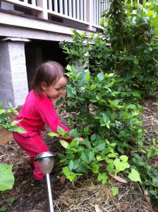 My blueberry bushes and daughter when they were young Nettie's iphone 016